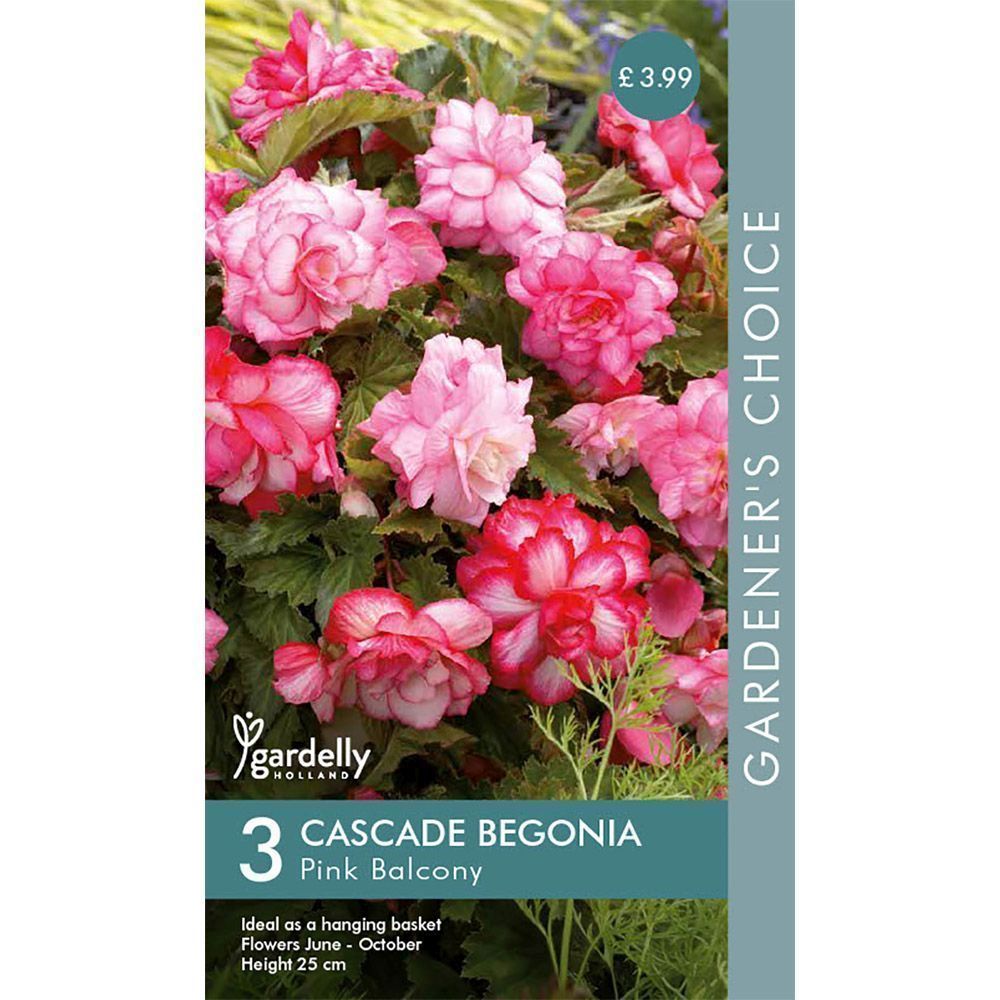 Gardelly Begonia Cascade Pink Balcony